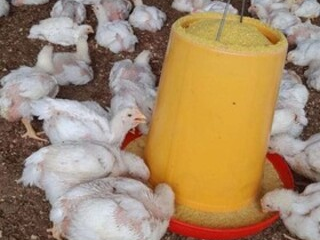 Producción orgánica